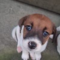 PERLE, chiot Berger Créole femelle, chienne à adopter