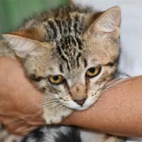 Priscilla sucht eigenes Körbchen, Katze zur Adoption