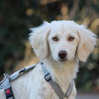 Gioia möchte Sie durchs Leben begleiten, Hündin zur Adoption