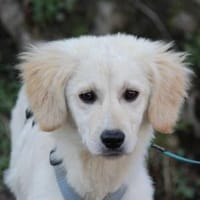 Grazia möchte Ihr Familienmitglied sein, Hündin zur Adoption