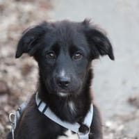 Phoenix möchte ihre Familie bereichern, Hündin zur Adoption