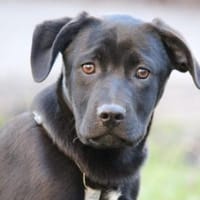 Zuhause für Pietro gesucht, Hund zur Adoption