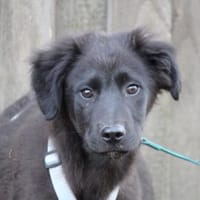 Neugieriger Pluto sucht seine Menschen, Hund zur Adoption