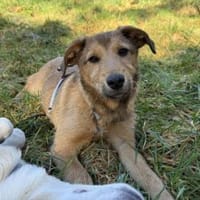 Liebevolles Zuhause für Rojo gesucht, Hund zur Adoption