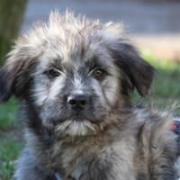 Pompeo wünscht sich eine Familie, Hund zur Adoption