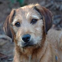 Ramen möchte Ihre Familie bereichern, Hund zur Adoption