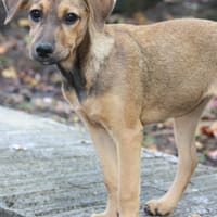 VERA, chiot femelle Berger Créole, chienne à adopter