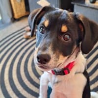 Sax möchte Canile verlassen, Hund zur Adoption