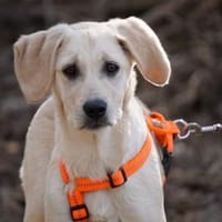 Giselle möchte Sie begleiten, Hündin zur Adoption