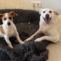 Schönes Zuhause für Snoopy gesucht, Hund zur Adoption