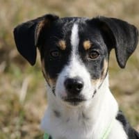 Wer gibt Sherman eine Chance?, Hund zur Adoption