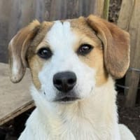 Raven sucht gutes Zuhause, Hund zur Adoption