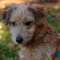 Möchten Sie Rajah adoptieren?, Hündin zur Adoption