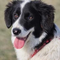 Letizia hofft auf ihre Chance, Hündin zur Adoption