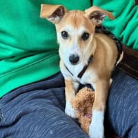 Sheila sucht ihr Körbchen, Hündin zur Adoption