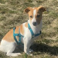 Darf Skipper zu Ihnen gehören?, Hund zur Adoption