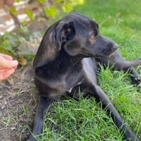 Yana, zarte Schönheit sucht ...., Hündin zur Adoption