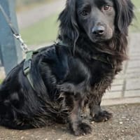 Fuio liebt Spaziergänge in der Natur, Hund zur Adoption