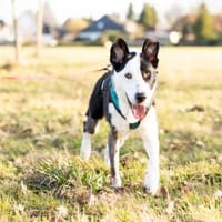 Andur sucht liebe Menschen, Hund zur Adoption