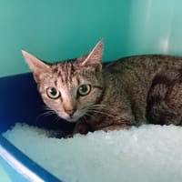 SYLA, chatte à adopter