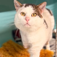 Dracula Cab5085, chat à adopter