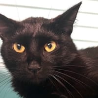 Bola CAB5269, chatte à adopter