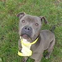 RAVEN, chien à adopter