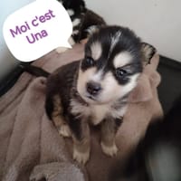 UNA, chienne à adopter