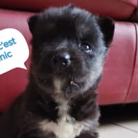 PANIC, chien à adopter