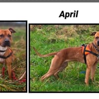APRIL, chienne à adopter