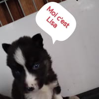 LISA, chienne à adopter