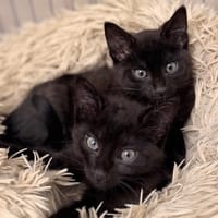 Eléara CAB5271, chatte à adopter