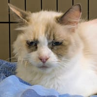 NINI, chatte à adopter