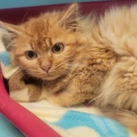 POMME DE PIN, chat à adopter