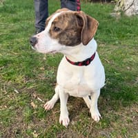 Vaiana, chienne à adopter