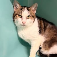 Yuki CAB5144, chatte à adopter