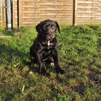 NYXIE, chienne à adopter