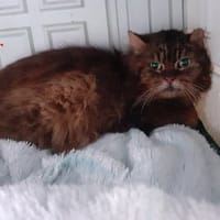 Victor, chat à adopter