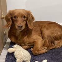 JAX, chien à adopter