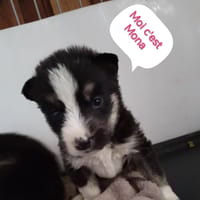 MONA, chienne à adopter