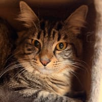 Fifi CAB5270, chat à adopter