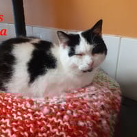 Ezya, chatte à adopter