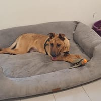 Zack, chien à adopter