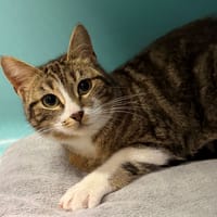 berlinette, chatte à adopter
