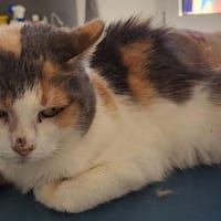 BELISAMA, chatte à adopter