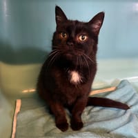 DOUDOU, chat à adopter