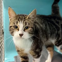 babouchka, chatte à adopter