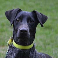 CINTO CHAO, chien à adopter