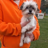 VANILLE, chienne à adopter