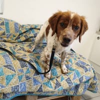 VICKING, chien à adopter